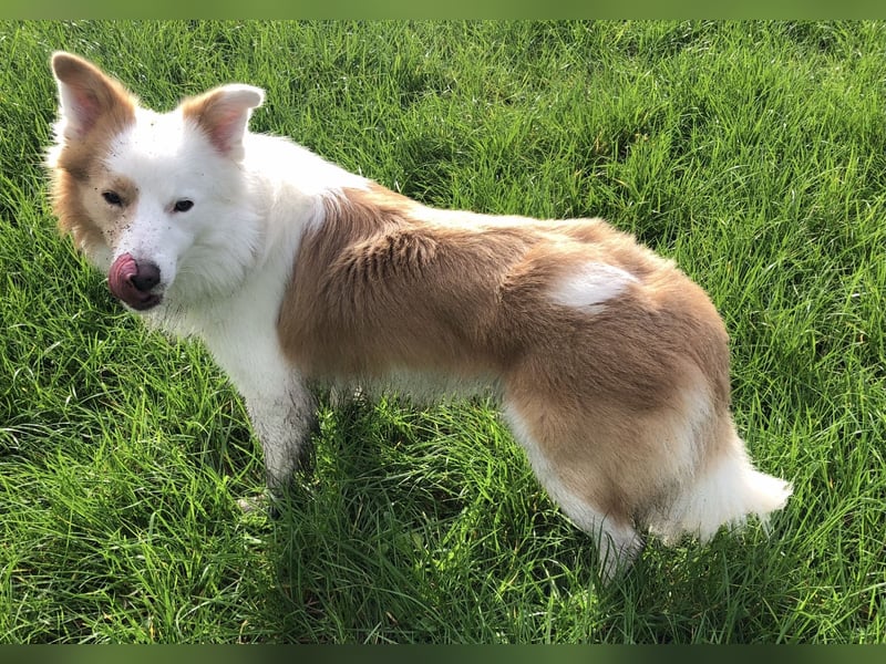 Border Collie Rüde, 4 Jahre als, englisch red, sucht Partnerin