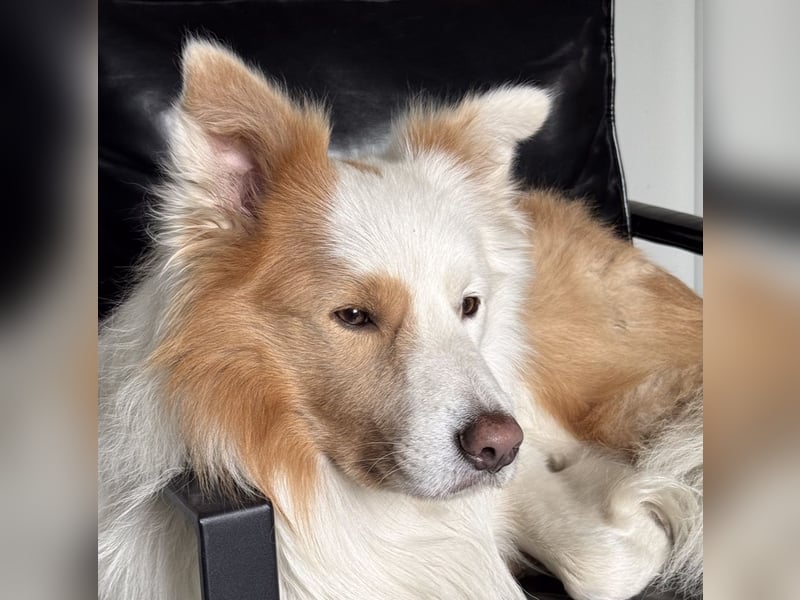Border Collie Rüde, 4 Jahre als, englisch red, sucht Partnerin