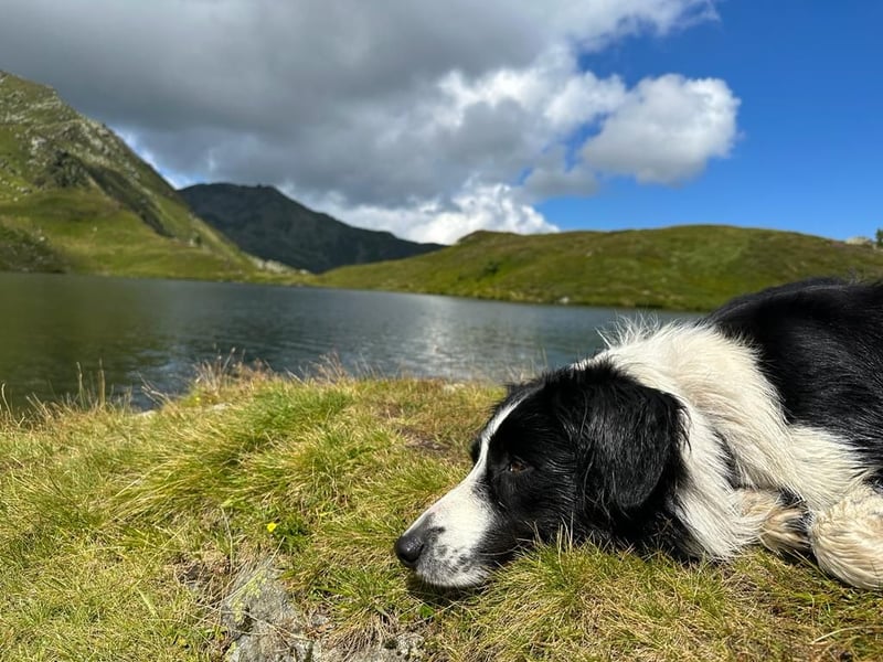 Border Collie Rüde sucht liebevolles Zuhause