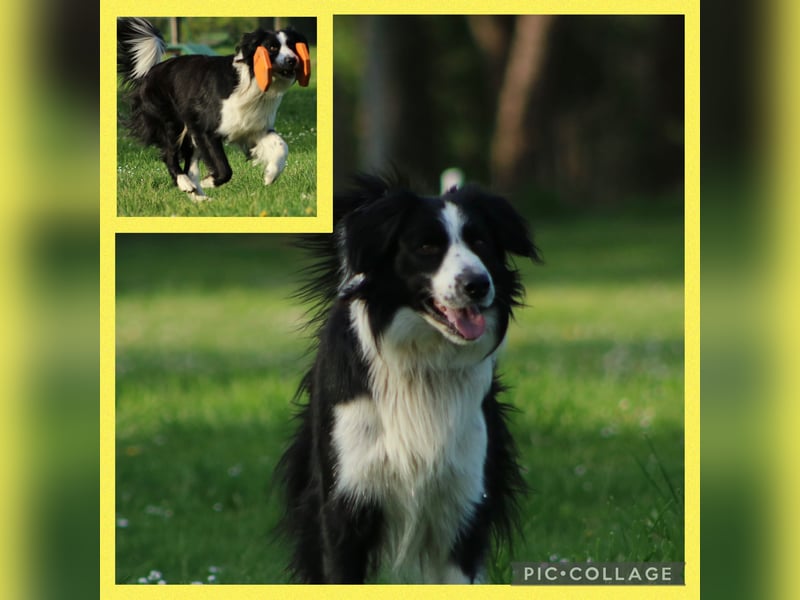 Border Collie Rüde sucht liebevolles Zuhause