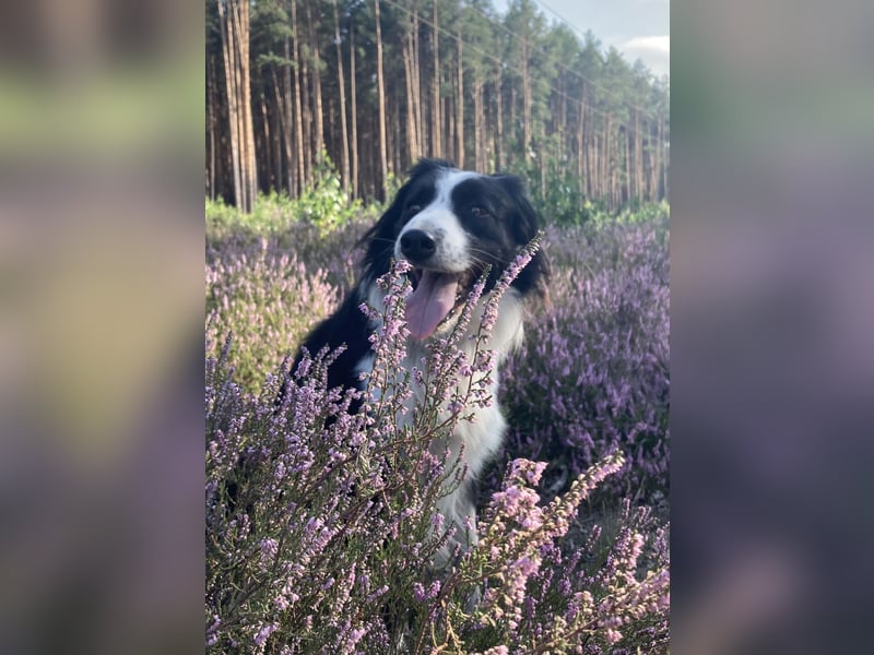 Border Collie Rüde sucht liebevolles Zuhause