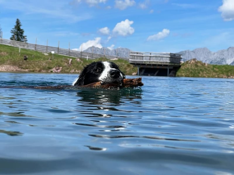 Border Collie Rüde sucht liebevolles Zuhause