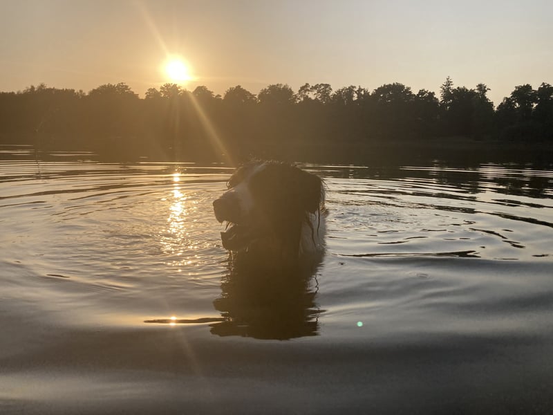Border Collie Rüde sucht liebevolles Zuhause