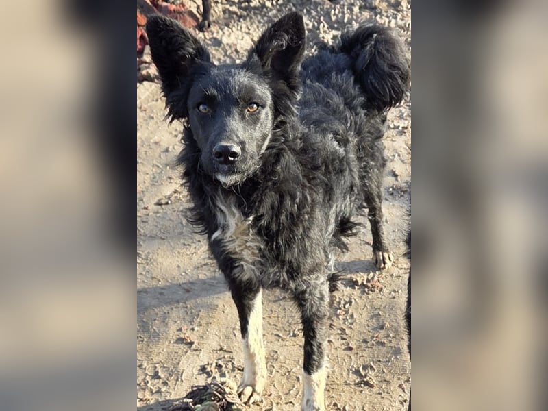 Tina ❤️ verspielte, kuschlige junge Hundedame