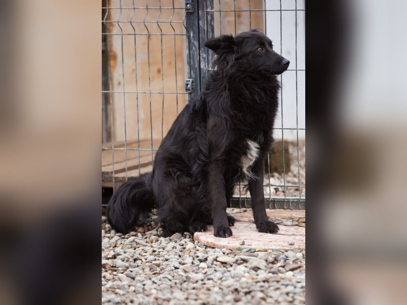 Border Collie-Mix EDITA❤️sucht Menschen, die ihr Zeit, Ruhe & Geborgenheit schenken