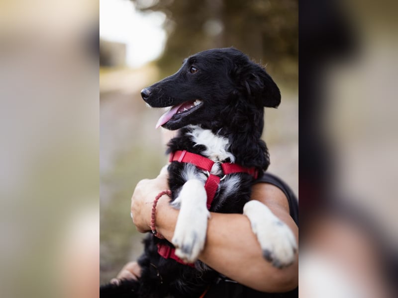 Tina ❤️ verspielte, kuschlige junge Hundedame