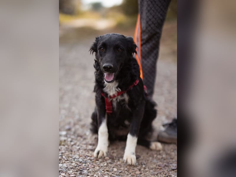 Tina ❤️ verspielte, kuschlige junge Hundedame