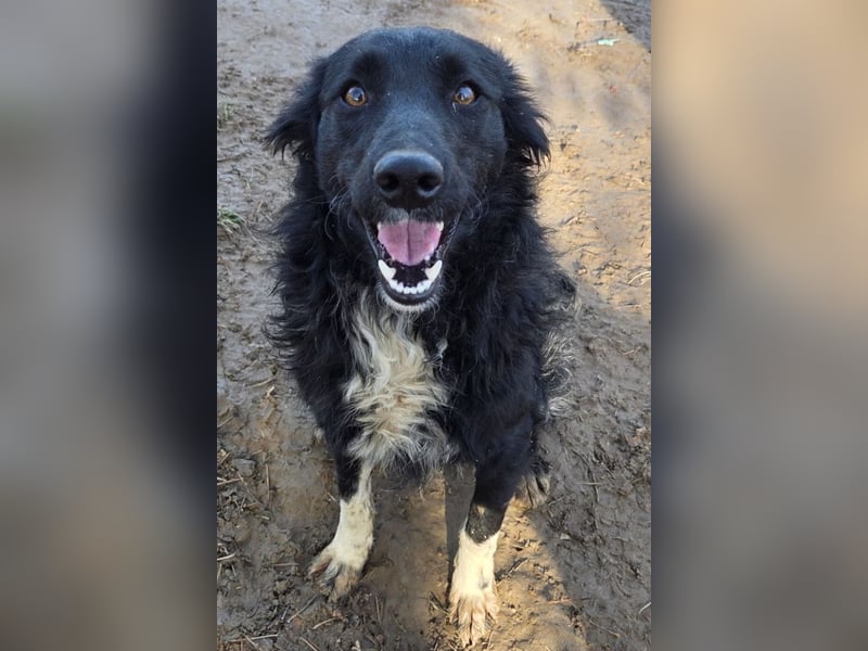 Tina ❤️ verspielte, kuschlige junge Hundedame