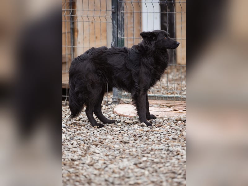 Border Collie-Mix EDITA❤️sucht Menschen, die ihr Zeit, Ruhe & Geborgenheit schenken