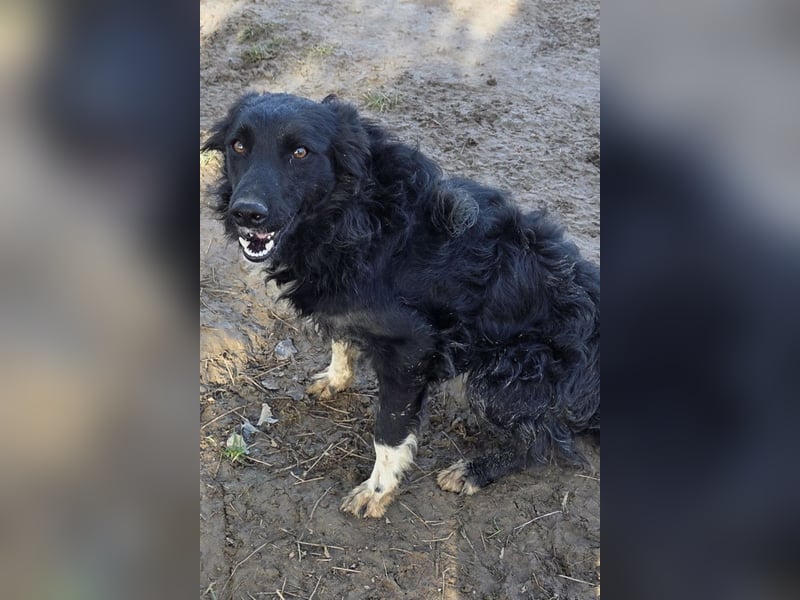 Tina ❤️ verspielte, kuschlige junge Hundedame