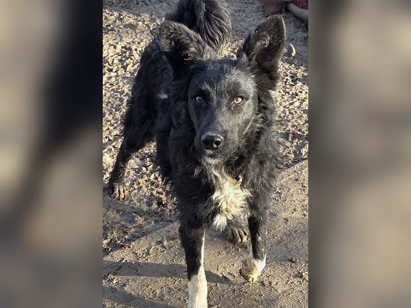 Tina ❤️ verspielte, kuschlige junge Hundedame