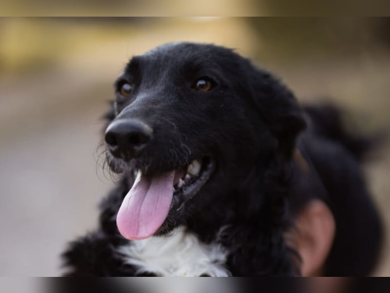 Tina ❤️ verspielte, kuschlige junge Hundedame