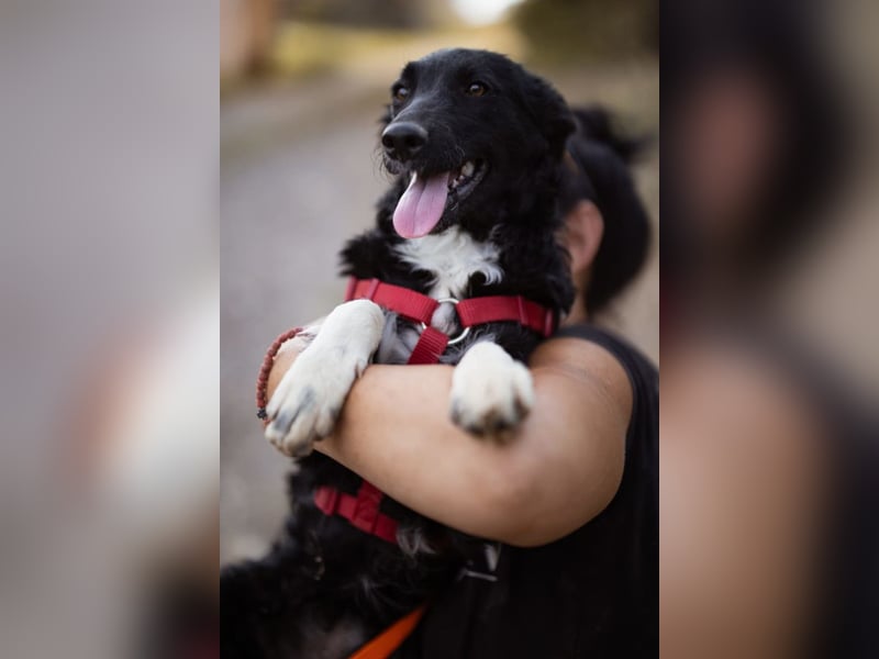 Tina ❤️ verspielte, kuschlige junge Hundedame