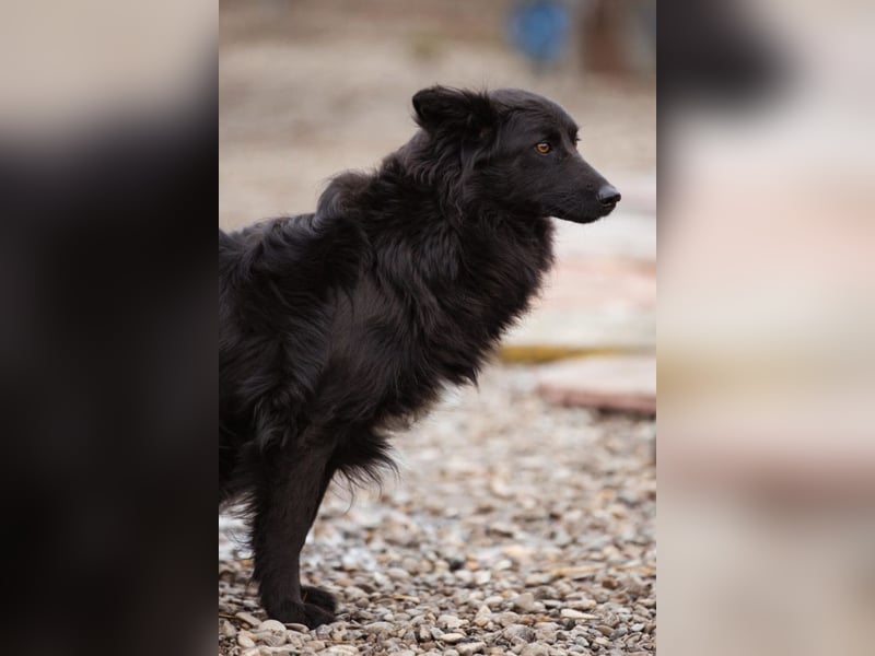 Border Collie-Mix EDITA❤️sucht Menschen, die ihr Zeit, Ruhe & Geborgenheit schenken