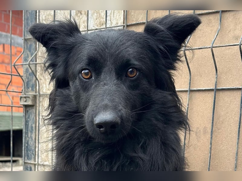 Border Collie-Mix EDITA❤️sucht Menschen, die ihr Zeit, Ruhe & Geborgenheit schenken