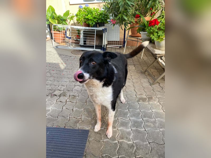Liebe sensible Hündin Luna