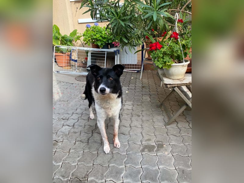 Liebe sensible Hündin Luna