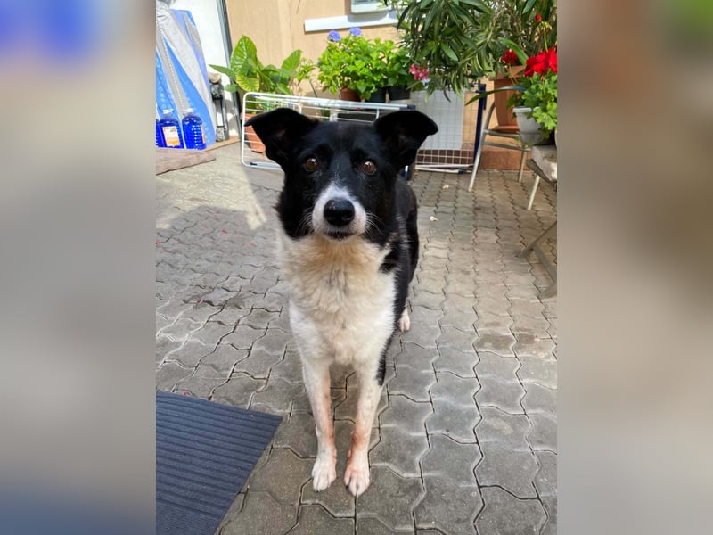 Liebe sensible Hündin Luna