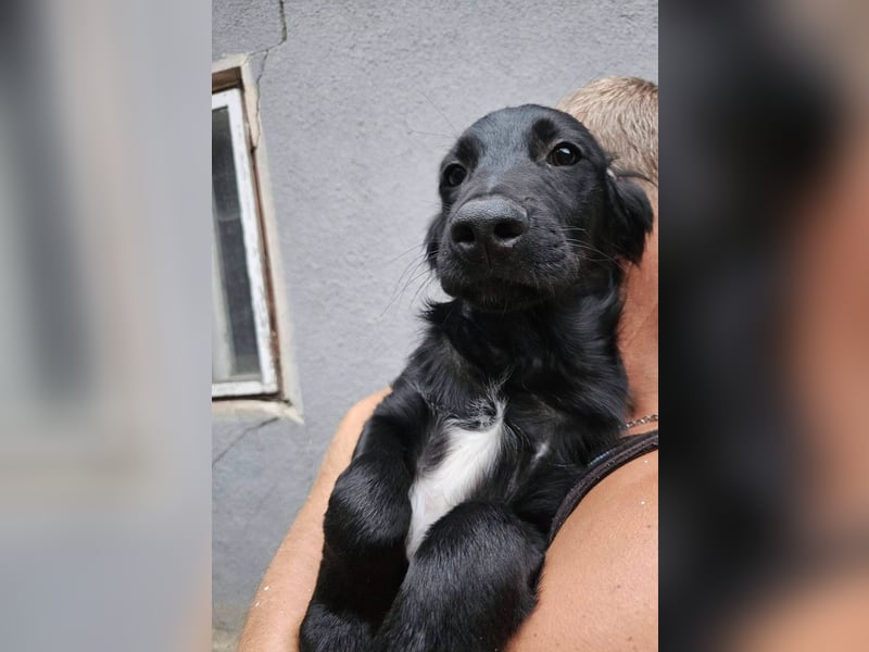 Raven, junger Border Collie Mix Rüde