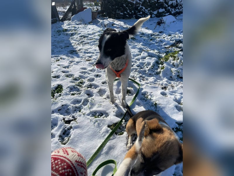 Lizzy, schüchterne Mischlingshündin