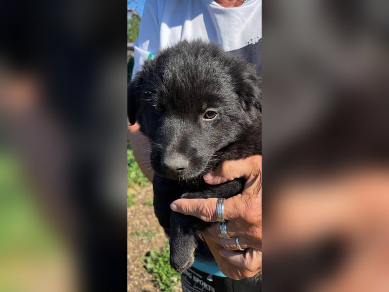 Raven, junger Border Collie Mix Rüde