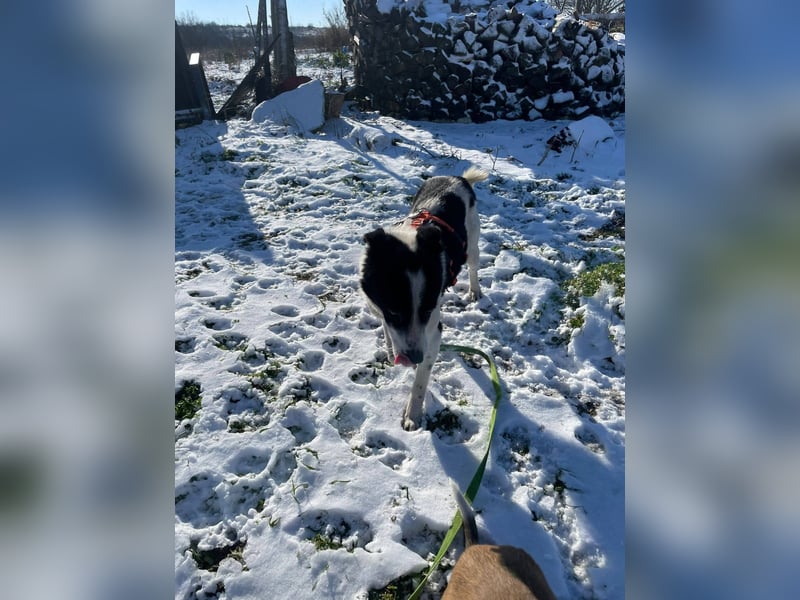 Lizzy, schüchterne Mischlingshündin