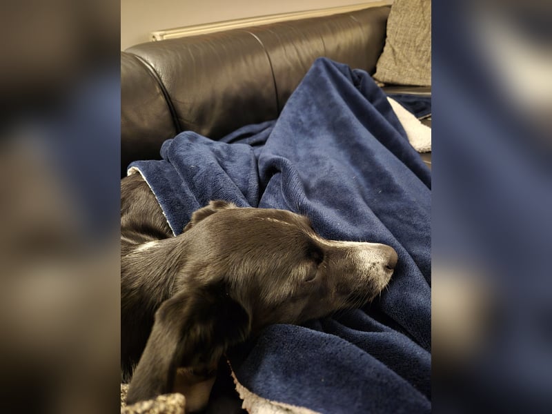 Stella (5 Jahre) - verschmuste Border-Collie-Mix-Hündin sucht ruhiges Zuhause