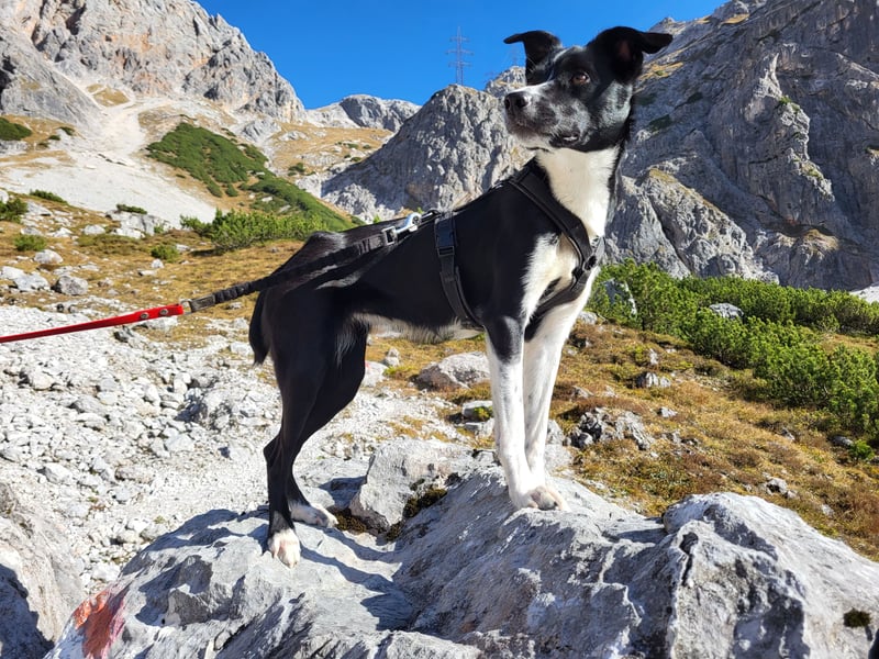 Stella (5 Jahre) - verschmuste Border-Collie-Mix-Hündin sucht ruhiges Zuhause