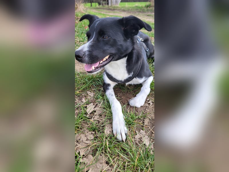 Stella (5 Jahre) - verschmuste Border-Collie-Mix-Hündin sucht ruhiges Zuhause