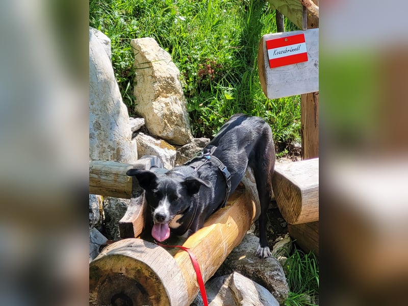 Stella (5 Jahre) - verschmuste Border-Collie-Mix-Hündin sucht ruhiges Zuhause