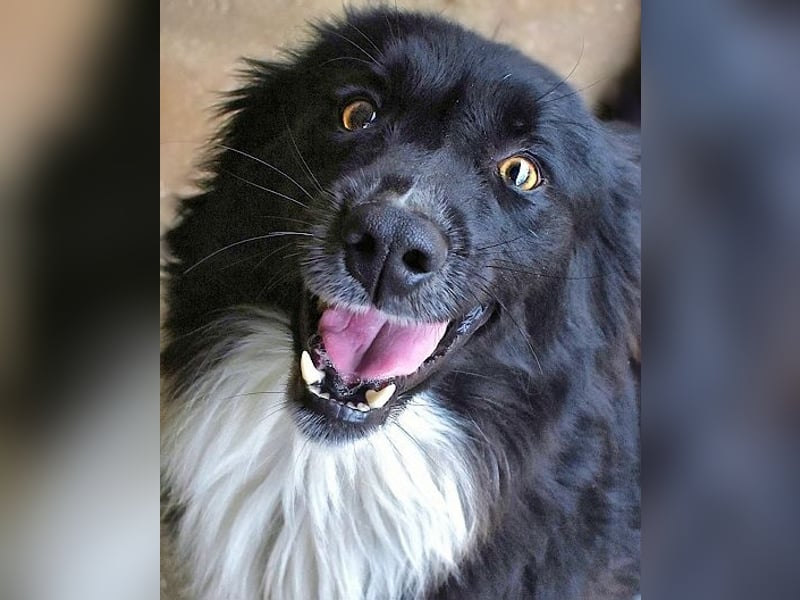 Balveer - Kluger Kopf mit viel Power