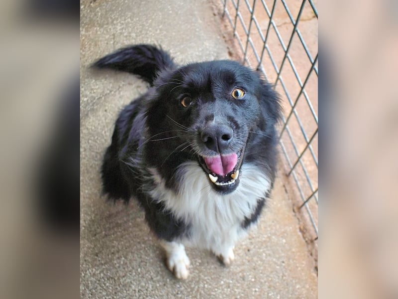 Balveer - Kluger Kopf mit viel Power