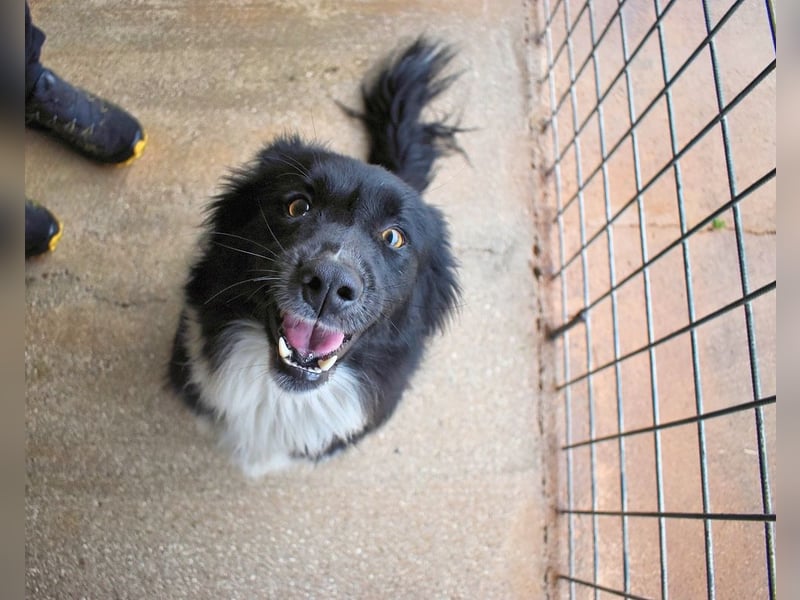 Balveer - Kluger Kopf mit viel Power