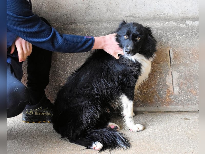 Balveer - Kluger Kopf mit viel Power