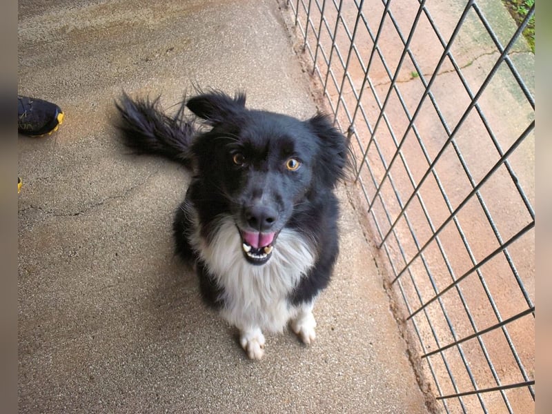 Balveer - Kluger Kopf mit viel Power