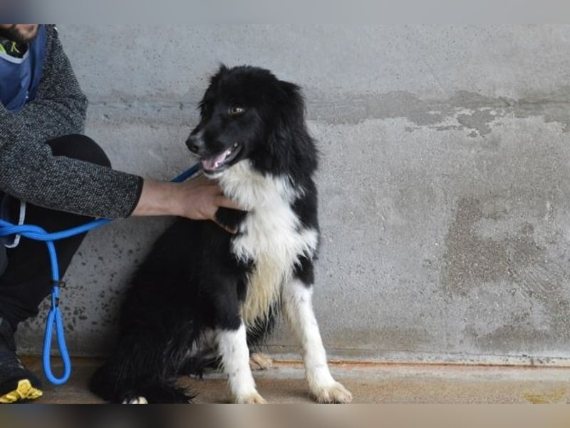 Balveer - Kluger Kopf mit viel Power