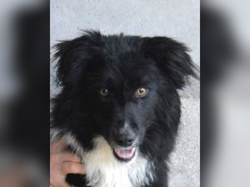 Balveer - Kluger Kopf mit viel Power