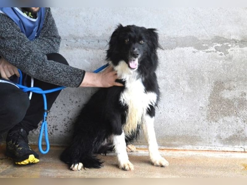 Balveer - Kluger Kopf mit viel Power