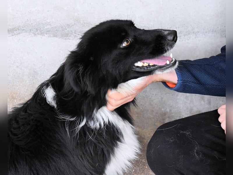 Balveer - Kluger Kopf mit viel Power