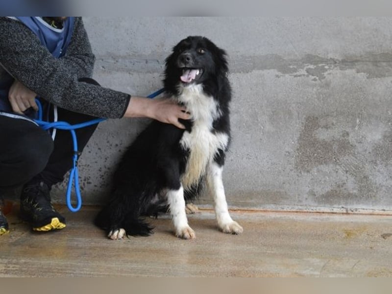Balveer - Kluger Kopf mit viel Power