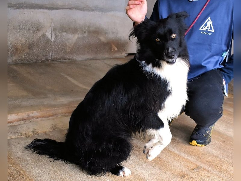 Balveer - Kluger Kopf mit viel Power