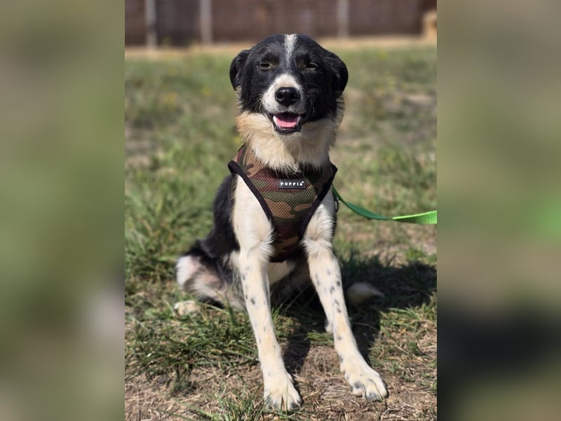 ❤️ Bruno, pure Freude auf 4 Pfoten ❤️