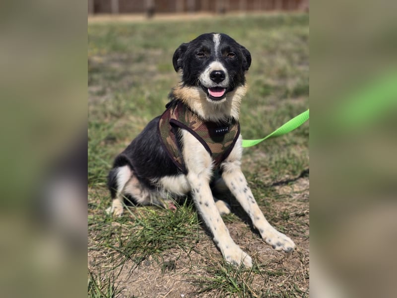 ❤️ Bruno, pure Freude auf 4 Pfoten ❤️