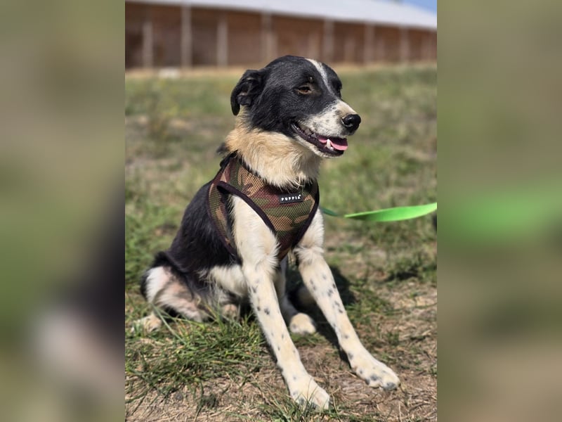 ❤️ Bruno, pure Freude auf 4 Pfoten ❤️