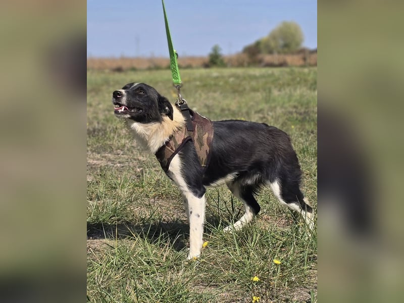 ❤️ Bruno, pure Freude auf 4 Pfoten ❤️