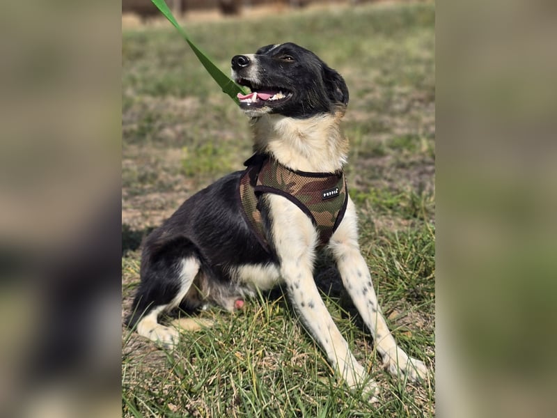 ❤️ Bruno, pure Freude auf 4 Pfoten ❤️