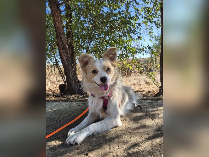 Sanfte Stina sucht Menschen mit Herz