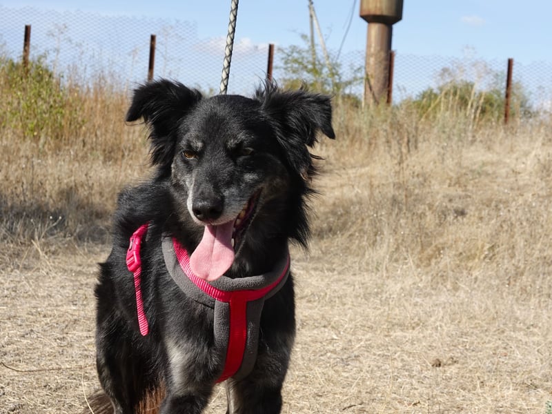 Hübsche Berta sucht ihre Menschen