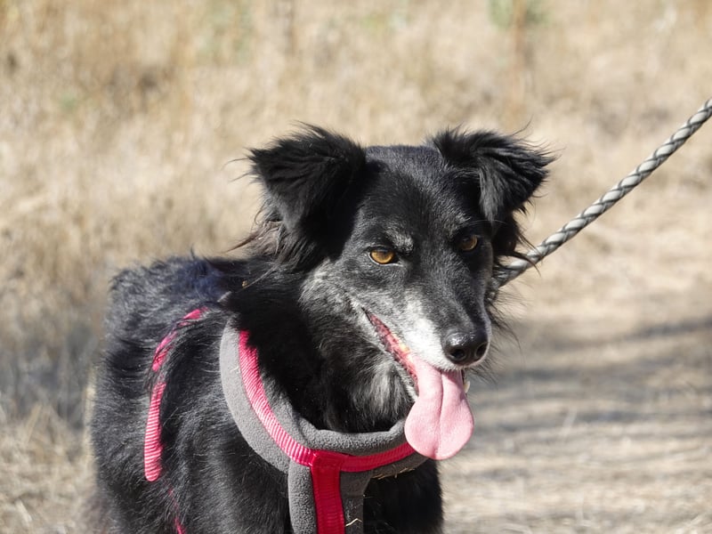 Hübsche Berta sucht ihre Menschen