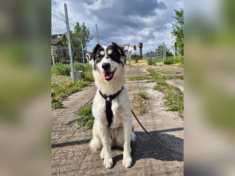 Sanfte Mira sucht ihre Familie